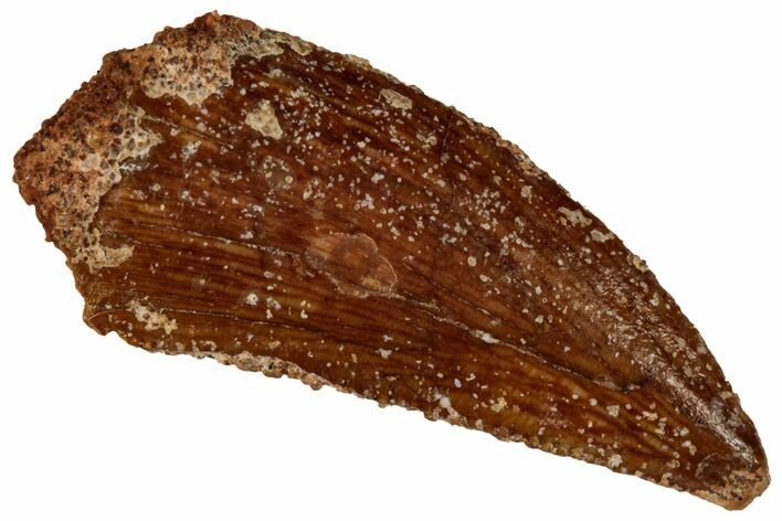 Serrated, Raptor Tooth - Real Dinosaur Tooth #295985